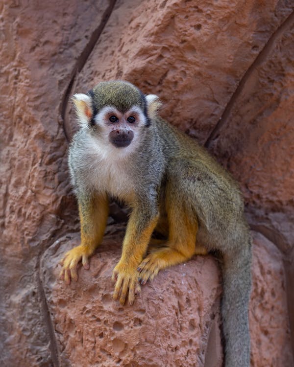 A Squirrel Monkey